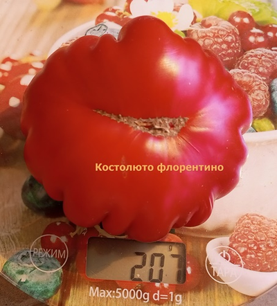 Томат Костолюто Фиорентино (Costoluto Fiorentino)