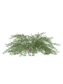 кусты Абелия крупноцветковая Abelia grandiflora 02