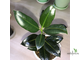 27/07/2025 Ficus elastica cv. 'Melany' / фикус мелани