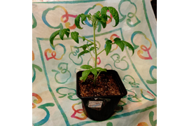 детерминантный сорт Выстрел, на ранние