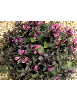 Вейгела Minor Black