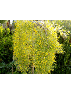 Карагана древовидная Walker
