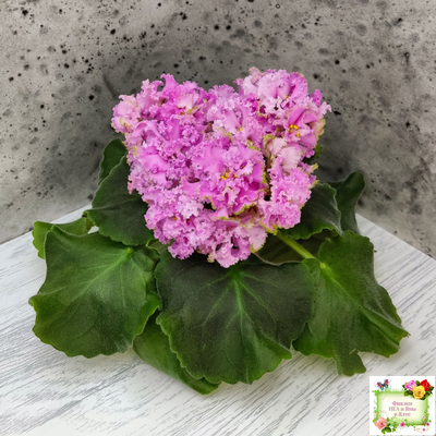 НД-Розовая Скумпия (Н. Данилова-Суворова) 2022 г.