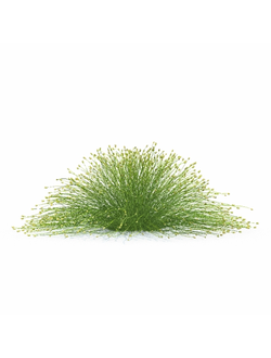 трава Изолепис поникший isolepis cernua 01