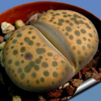 Lithops fulviceps v.laevigata C412 - Pofadder (MG-1593.2)  - 10 семян