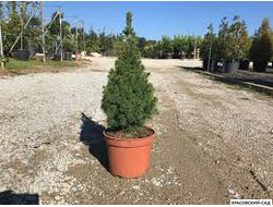 Ель канадская Conica - фото в горшке - красовский-сад.рф