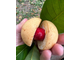 Мускатный орех (Myristica fragrans), Иран, плоды, 5 мл - 100% натуральное эфирное масло