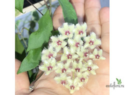 Hoya soidaoensis