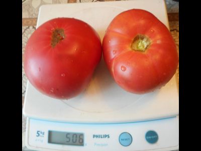 Томат Самые лучшие