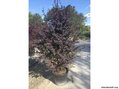 Барбарис Суперба - Superba