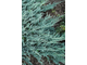 Можжевельник горизонтальный Blue Chip