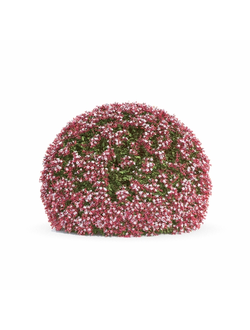 стриженые Абелия блестящая 01 06