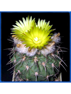 Islaya brevicylindrica