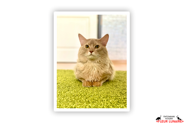 CHAMPION LORD GOLDEN IRIS
Кот, порода сомалийская, окрас фавн на серебре