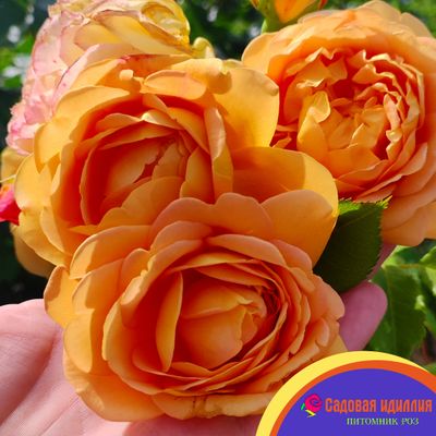 Грэхам Томас (Graham Thomas)