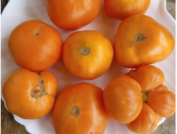 Томат Летний сидр (Summer Cider, США)