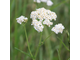 Тысячелистник (Achillea millefolium) 5 г - 100% натуральное эфирное масло