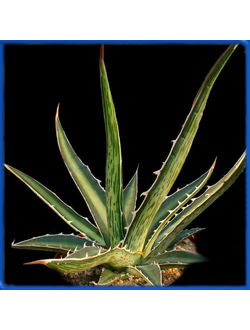 Agave