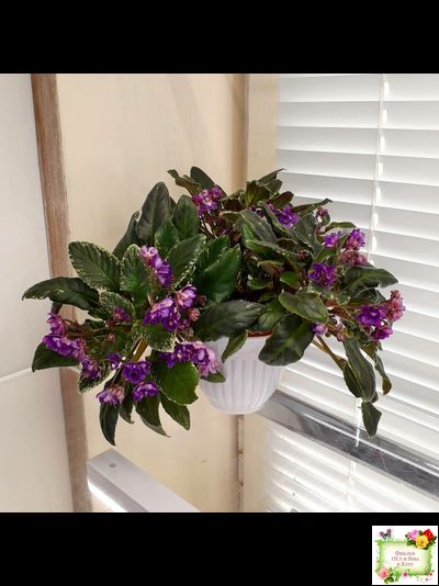 Senk's Azalea Trail (R.Follett/D.Senk) (9845) 01/30/2008 трейлер