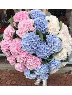 29 гортензий