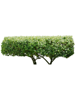 Деревья стриженые