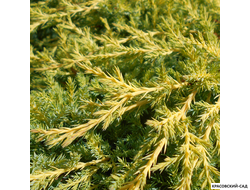 СкайРокет купить Красовский-Сад.рф