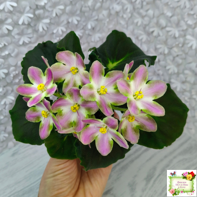 RIV-Амнезия (И. Растегаева) 2024 г.