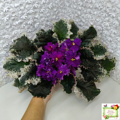 ВаТ-Тип-Топ (Т. Валькова) 2015 г. (лист посажен 04.02.26)