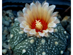 Astrophytum asterias rote blute ? - 5 семян