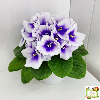 ЛЕ-Мятная Прохлада (Е. Лебецкая) 2019 г.