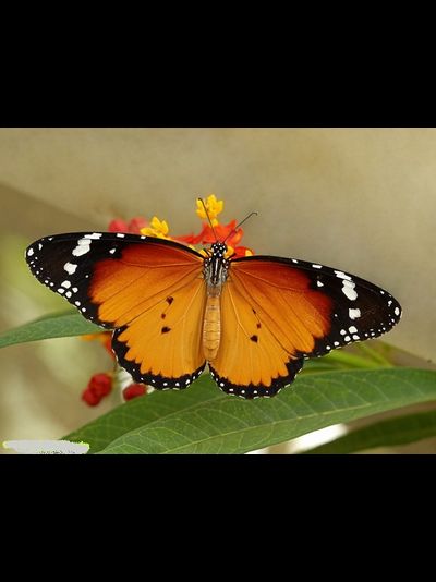 Салют из 17 тропических бабочек.