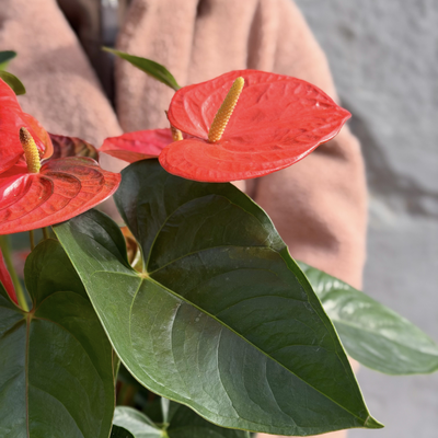 Антуриум горшечный