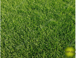 МЯТЛИК ЛУГОВОЙ 1 КГ