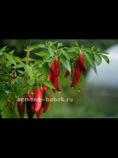Острый перец CH-19, 10 шт