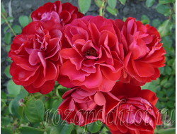 ФЛОРИБУНДЫ РОЗЫ