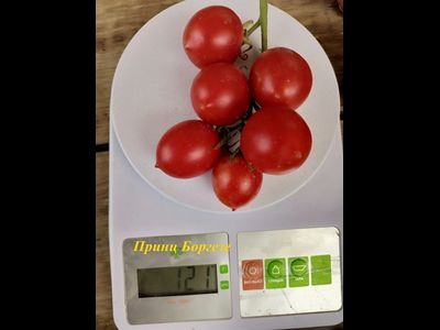 Томат Принц Боргезе (Principe Borghese, Италия)