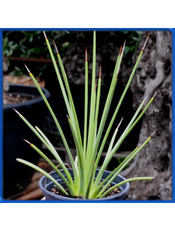 Agave stricta v. rubra