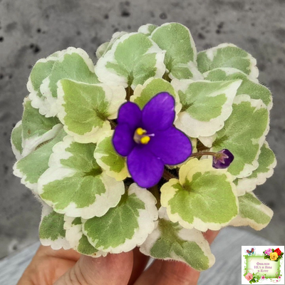 Milk’s Ten Cats (S.Fu) (05/31/2015) листовая химера