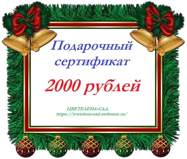 Подарочный сертификат на новый год. Сертификат на новогодний подарок. Подарочный сертификат учителю на новый год. Подарочный сертификат от учителя. Подарок на новый год на подарочный сертификат.