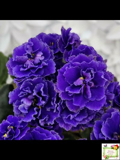 Blue Scoundrel (P.Sorano/LLG) 04/09/2012