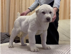 Сука 6. ЖАНСАРА. Продана ЯНАО г. Губкинский