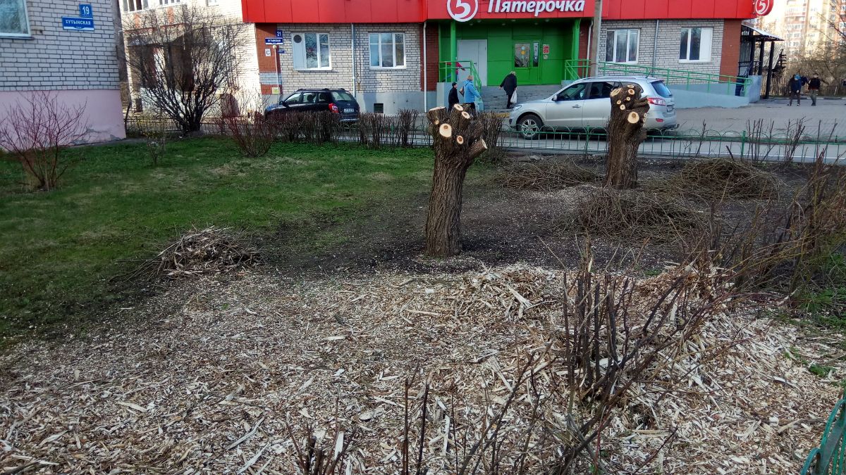 Измельчение веток ивы на ул. Хутынской в Великом Новгороде