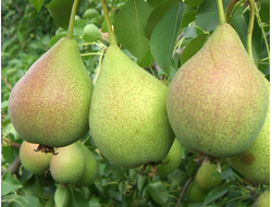 Груша, черенки