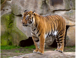 Купить греющую картину с фото тигр