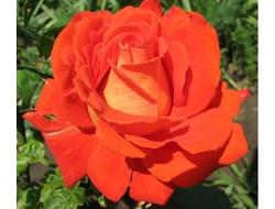 Роза Верано (Verano) ОКС, Россия