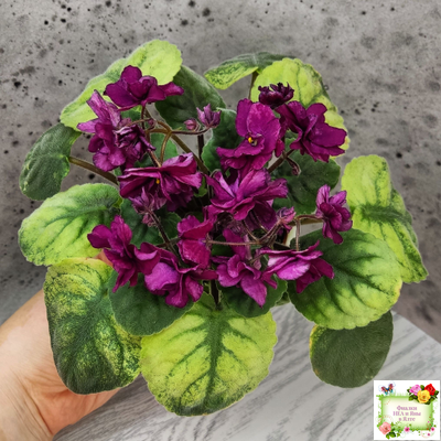 СВ-Город Солнечногорск (О.Емельянова) 2023 г. трейлер