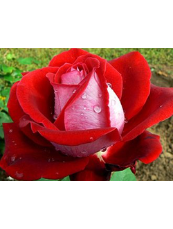 Роза Чайно-Гибридная Люксор