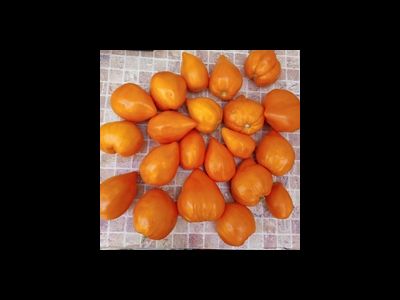 Томат Ночная свеча (Night Candle)