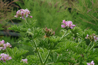 Герань (Pelargonium graveolens), Египет, цветки (5 мл) - 100% натуральное эфирное масло