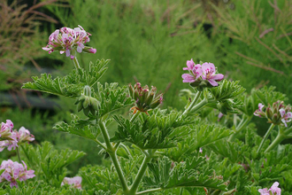 Герань (Pelargonium graveolens), цветки (5 мл) - 100% натуральное эфирное масло